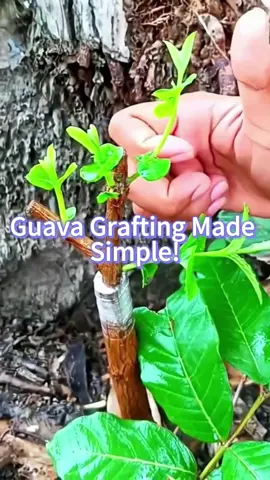 Guava Grafting Made Simple! #agriculture #planttips #plantting #grafting #cutting