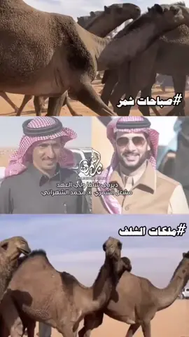 #ملكات_الشلف #محمد_حسن #مشعل_عطشان_الشمري #الصياهد #المركز_الاول #صباحات_شمر #🥇🥇🥇 #شهران #شمر#الشعب_الصيني_ماله_حل😂😂 