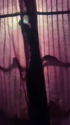 bismillah . . #kicaumania #muraibatuindonesia #bismillahfyp #xybca #fyp 