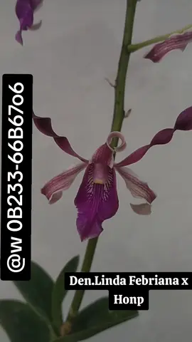 Den.Linda Febriana x Honp #anggrekjawatimur #anggrekindonesia #foryoypage 