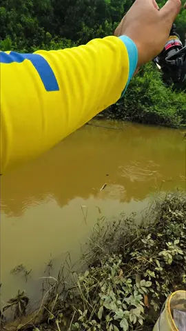 Cách làm mồi câu cá lăng hiệu quả #ducbinhthuan86 #cauca #xuhuong #caucalangsong 