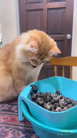 “Boollat tolong jaga siput sedut ni okay kakak” #oyen #fyppppppppppppppppppppppp 