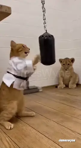 Oyen latihan persiapan BYON 10 😹 #funnycat #funnyanimals #kucinglucu #catvideo 