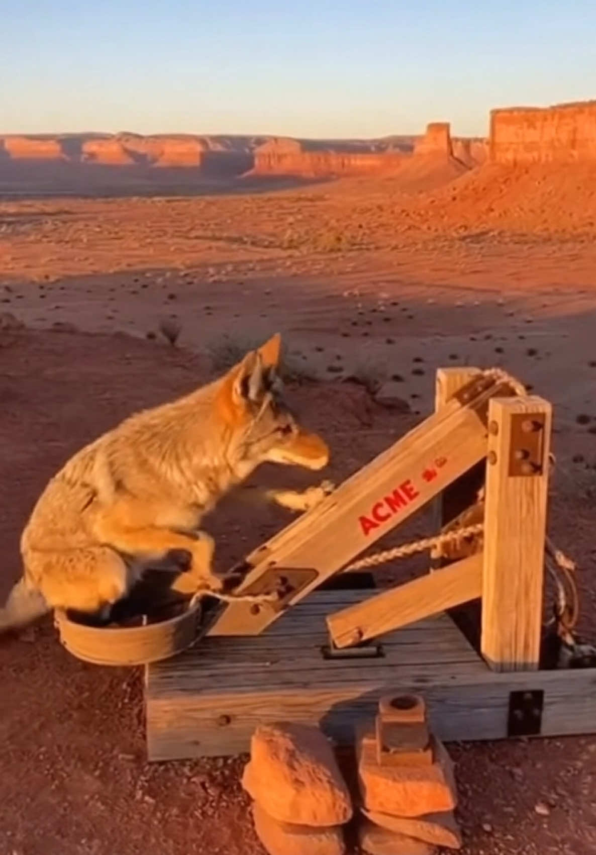 El #coyote acortando camino para atrapar al #correcaminos con con su catapulta marca #ACME #animalestiktok #animalesgraciosos 