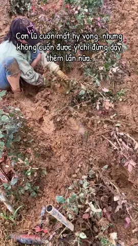 Vườn hoa hồng nhà em sau bão lũ #hoatuoi #hoadalat💐🌷🌺 #hoahong #hoadalat 