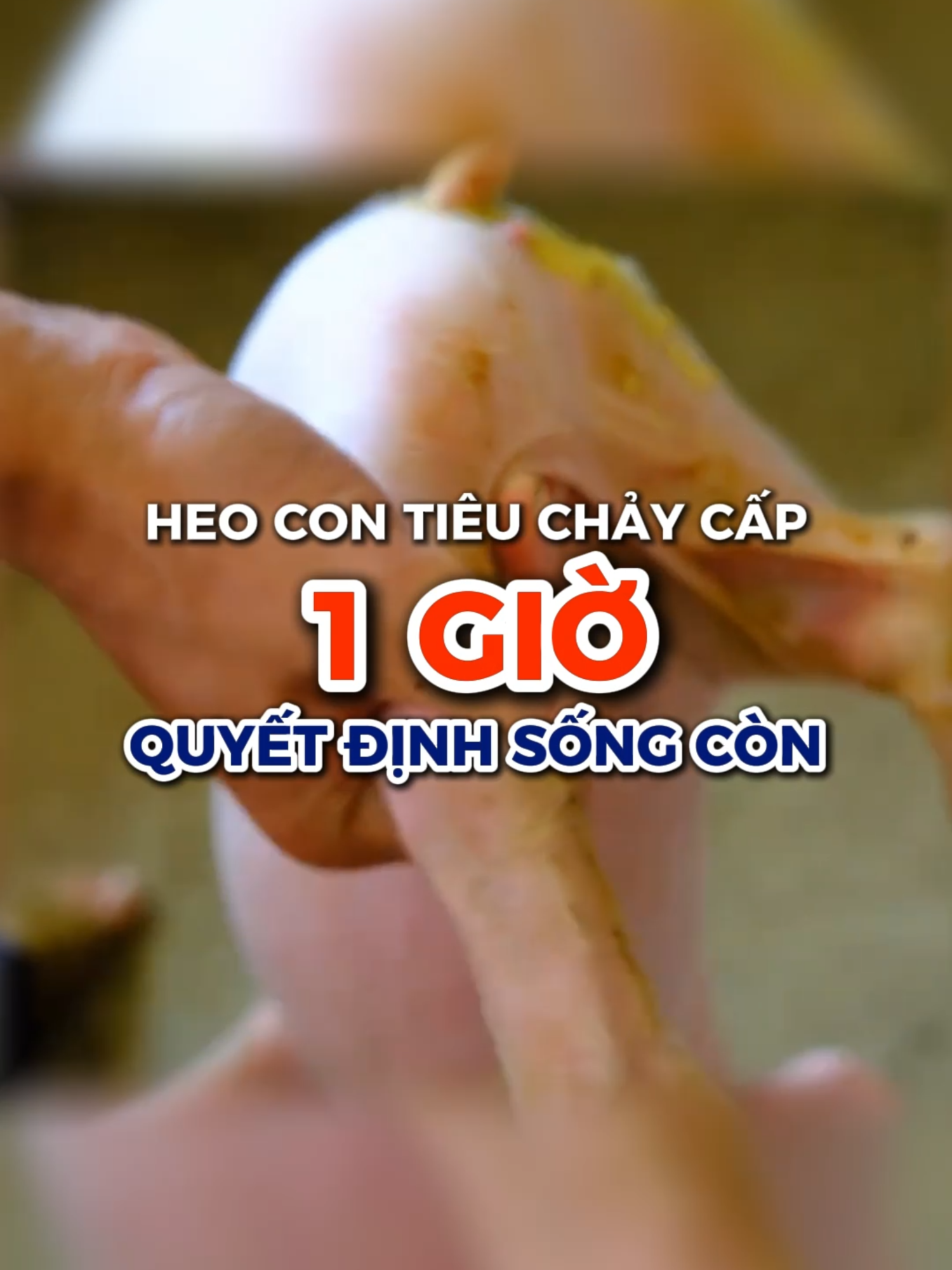 Chữa tiêu chảy cho heo con trong 1 giờ vàng, bà con nào mà heo đang có dấu hiệu như trên thì thử các cách này nhé! #fyp #xuhuong #heo #lợn #channuoiheo #nuoiheo #channuoilon #nuoilon #channuoigiasuc #lamgiau #thuocthuybigboss