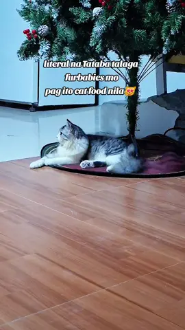 literal na tataba talaga furbabies mo pag ito cat food nila😻❤️