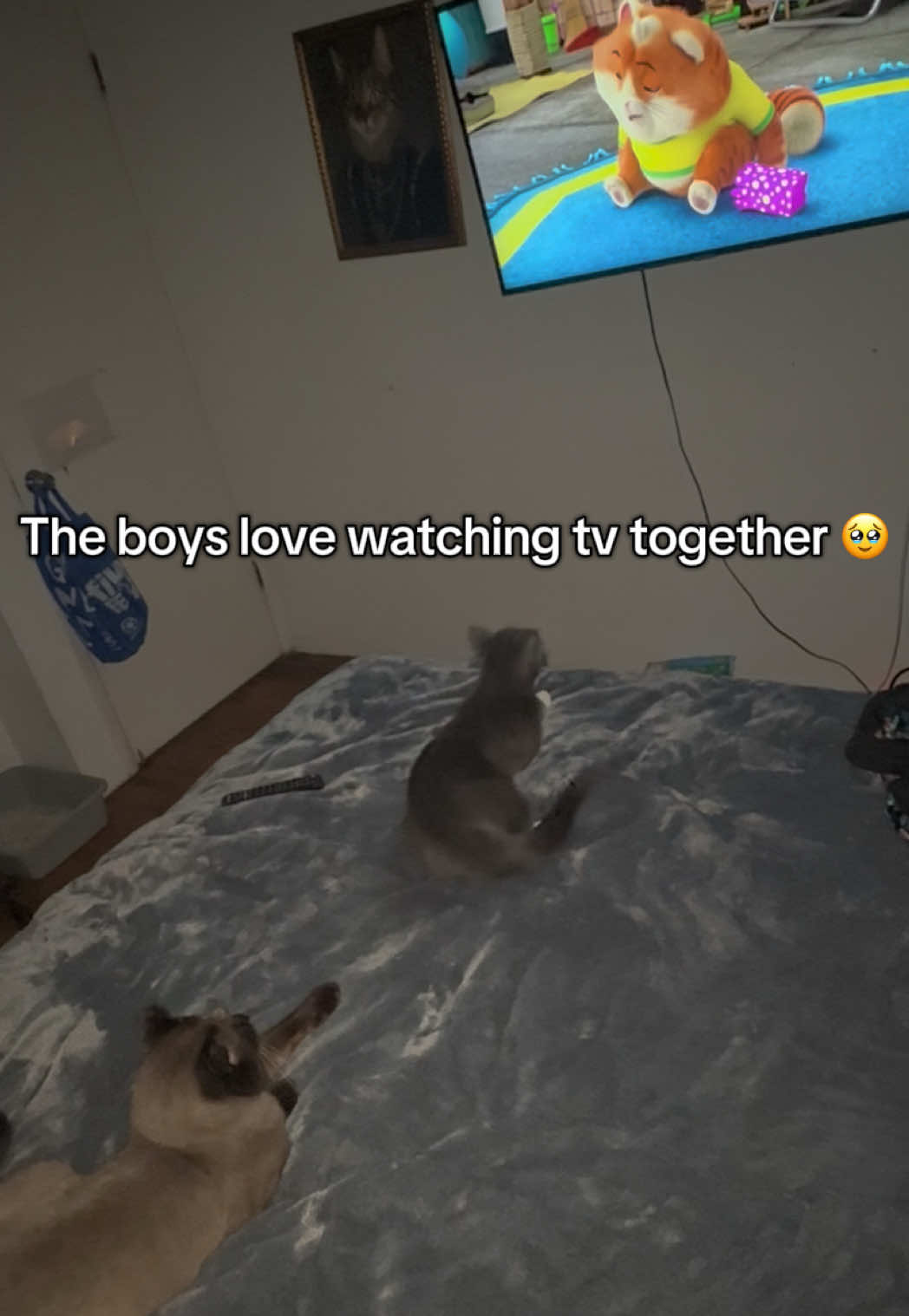 It’s the cutest thing ever 🥹❤️ #catwatchingtv #bros4life #catbrothers #tuxedocat #siamesecat 