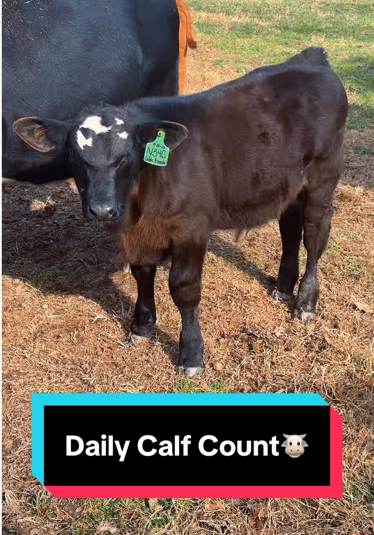 Daily Calf Count🖤