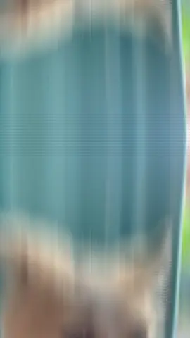 ใอ้เรามันก็เฟี้ยวด้วยสิอัลม่อนน้อยหมาเเสนชนฝากพี่ๆกดใจให้ด้วยนะคับ🐶❤️