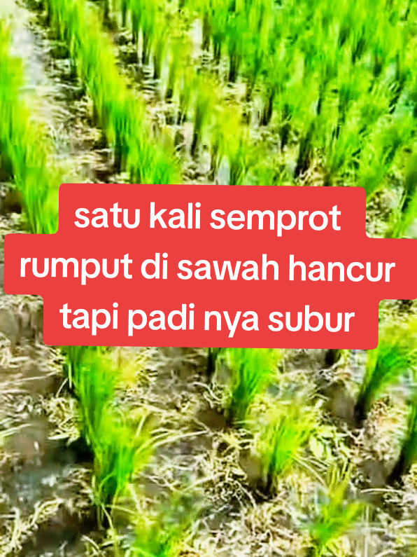 HERBISIDA EROS GOLD BERBENTUK BUTIRAN BAHAN AKTIF&SELEKTIF DOSIS YG DI GUNAKAN 2 SENDOK SATU KALI SEMPROT RUMPUT DI SELA2 TANAMAN PADI HANCUR MEMBUSUK HINGGA AKAR NYA TAPI TANAMAN PADI&JAGUNG SUBUR #HERBISIDAEROSGOLDBAHANAKTIF&SELEKTIF #RUMPUTGULMADITANAMANPADIHANCURMEMBUSUK #RUMPUTGULMADAUNLEBARDAUNSEMPITAKANMEMBUSUK #SEMUAJEJISRUMPUTAKANHANCURHINGGAAKARNYATAPITANAMANAKANSUBURRRRR