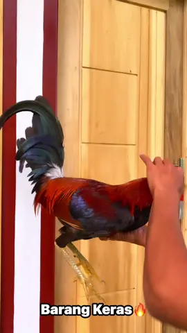 💪 #fyp #fypdongggggggg #ayamfilipin🇵🇭 #hobbyitumahal💯👌 #ayamfilipin 