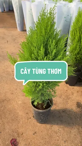 Cây tùng thơm chơi quanh năm