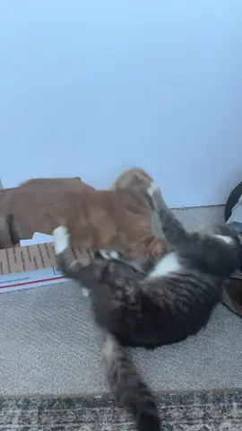 simba had enough 😭 #fyp #catsoftiktok #catcontent #rigbycat #sillycat 