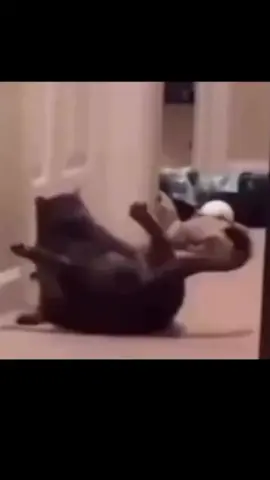 day 12😭 . . . . #promomakangajian #fypage #viral #fyp #meme