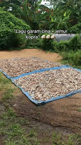 🥥🥥🥥 #kelapa #kopra #kelapakopra🌴🥥 #kelapatua #coconut 