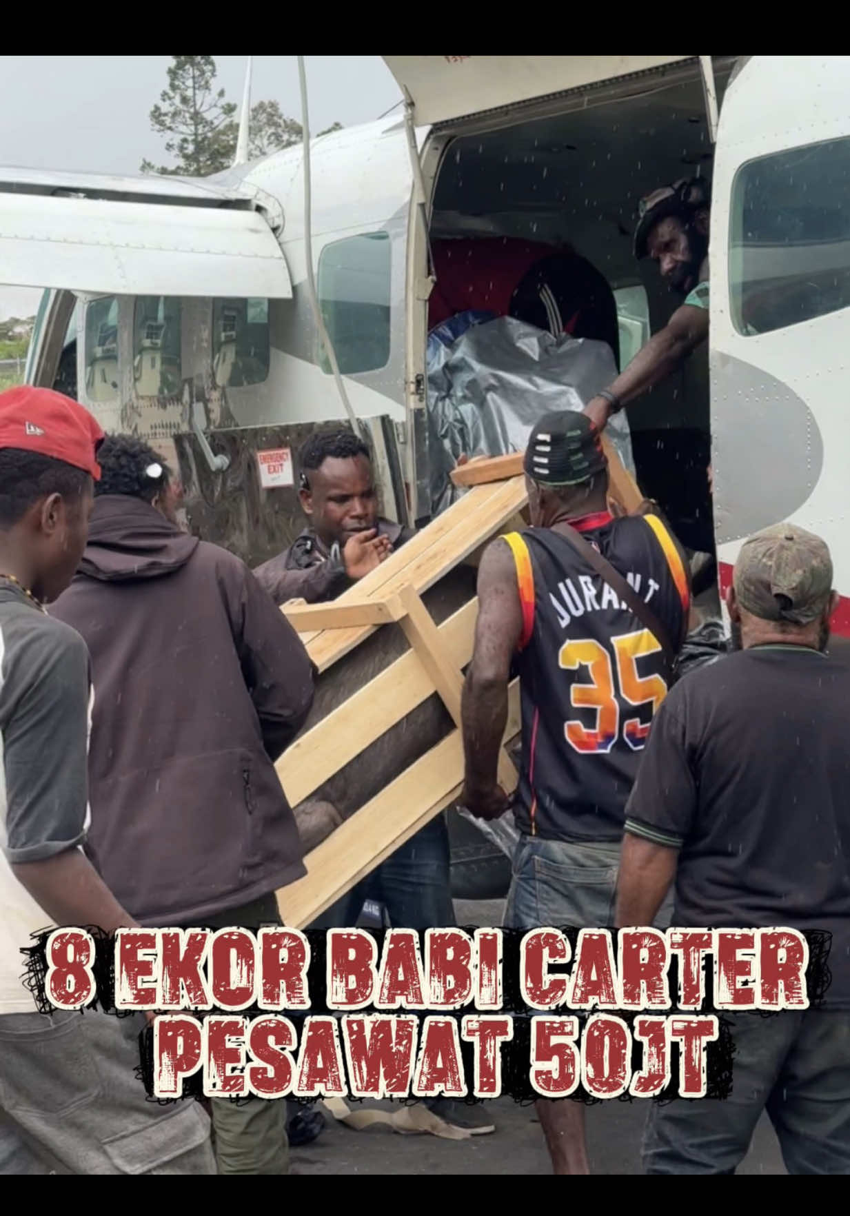 Delapan ekor Babi Carter 1 pesawat 50 JT. #indonesia - #big #tiktok #papua #puncakjaya