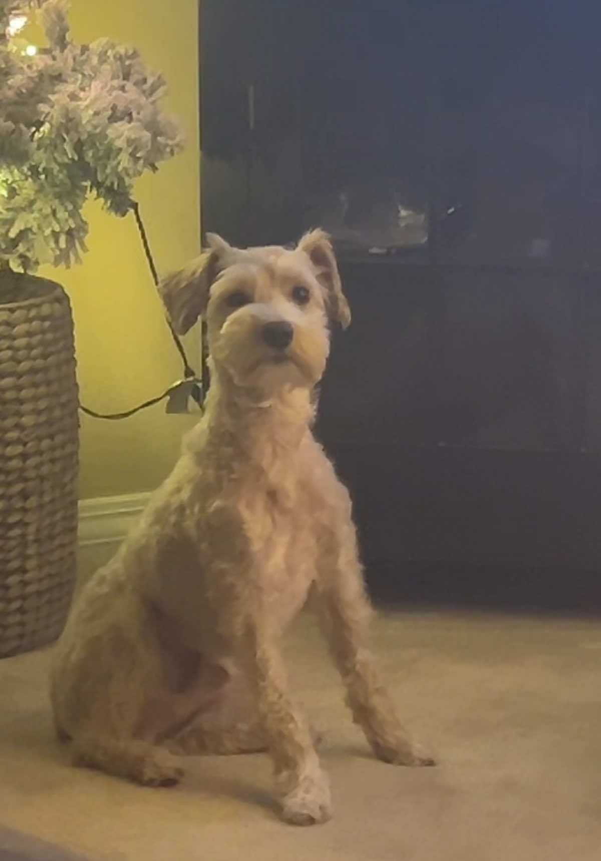 Cash doesn’t like being recorded 😂 #schnoodle #dogsoftiktok #minischnauzer #poodlemix #funny 