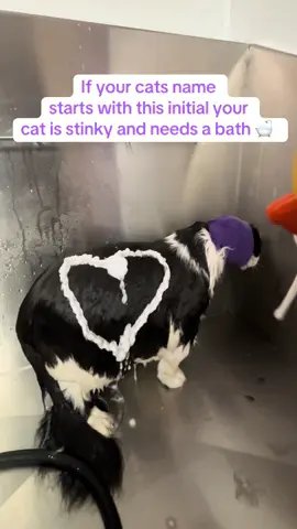 Your cat stinks… book them in for a bath with me at our Stittsville or Vanier location!  #catsoftiktok #catbaths #initial #catlover 