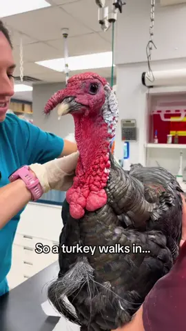 #stitch with @OxfordVet not the turection. 