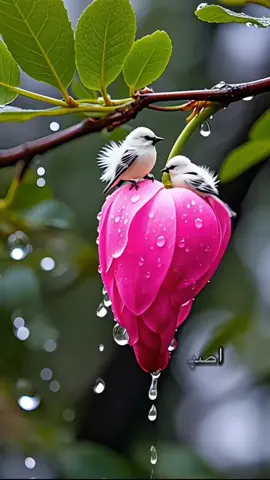 #اصبحنا_واصبح_الملك_لله__صباح_الخير #صباحكم_معطر_بذكر_الله #صلي_علي_النبي_محمد_صلي_الله_عليه_وسلم #صباح #دعاء 