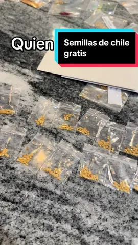 Semillas  de chile  gratis  🌶️ #freeseeds #garden #seed #pepper #hotpepper                    Voy a compartir semillas de mi huerto 🪏 quien dijo yo?