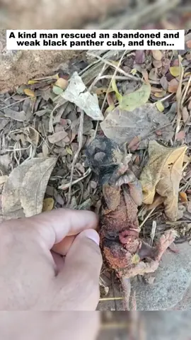 A kind man rescued an abandoned and weak black panther cub, and then...#Love #lovestory #rescue #blackpanther #animals 