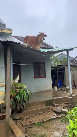 #gimanacaranya.... coba berfikir secara logika ayoo😅🤣😲😸