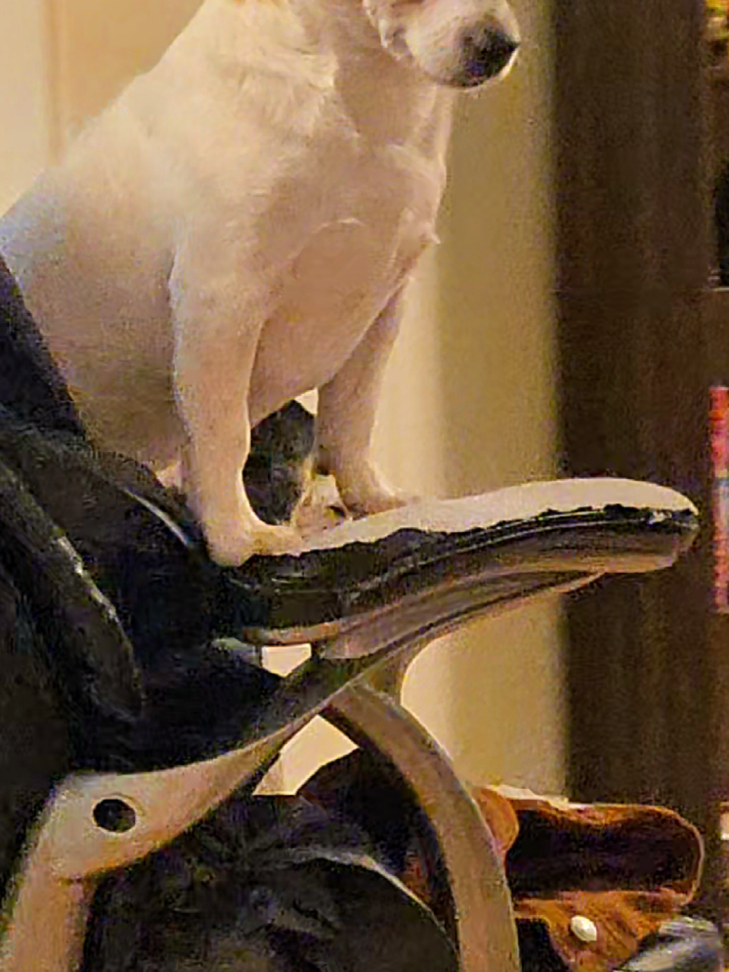 #zoomies #pet #tecca #dogsoftiktok #wholesome 