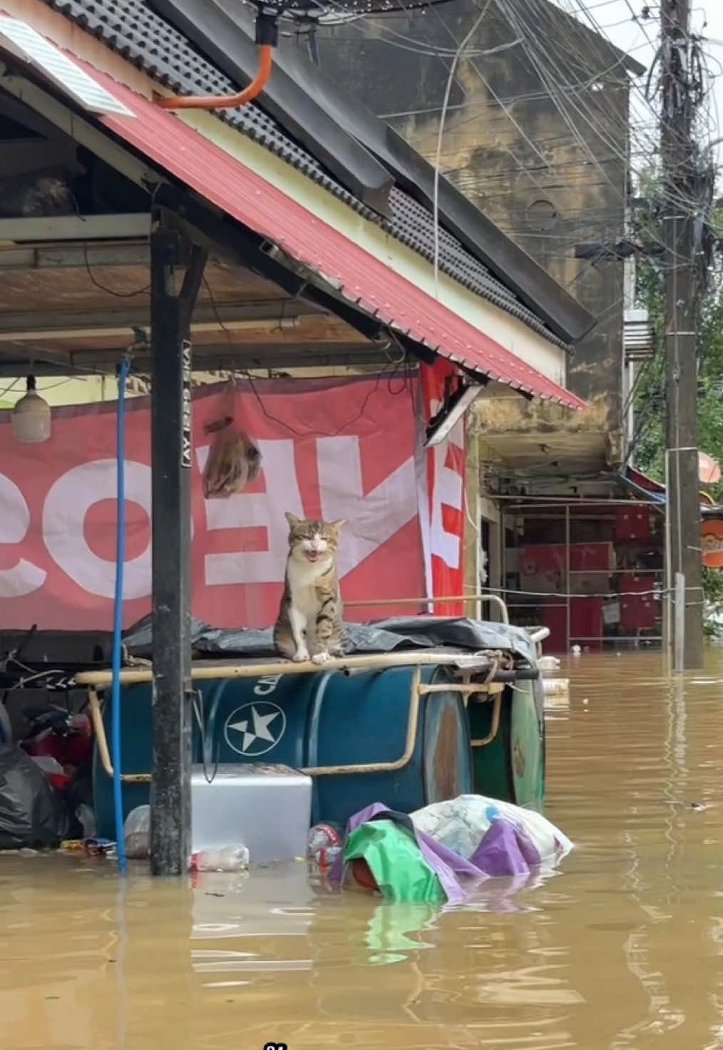 สถานการณ์แบบนี้ใครเจอน้องมาอาศัย อย่าไล่น้องไปเลยนะ🥺🤍 #น้ำท่วมยะลา #น้ำท่วมยะลาปี68 #ตลาดเก่ายะลา #ซอยเลิศปัญญา 