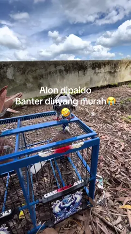 Repot🙏🏻🤣#fyp??viral??tiktok #merpatiindonesia🕊 