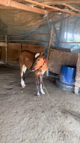 เนื้อหอมจิงน่ะไอ้ลูกรัก ตรงกะผมไห้ทุกคน❤️🐂#มดเอ็กซ์🐜❤️ #วัวลานเพชรบุรี #เพชรบุรีดิวะ😎 #ขึ้นฟีดเถอะ #fyp 