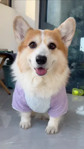 #corgi #mypet #dog #cute 