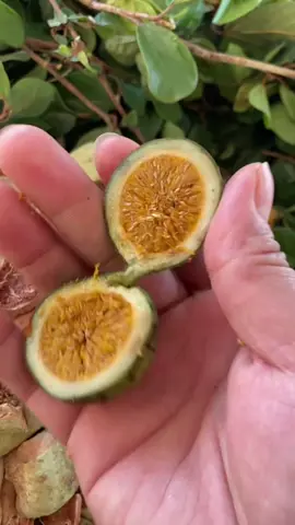 Quả trâu cổ#quatrauco#ysl#thanyeu#xuhuong#tang4muongthanh 