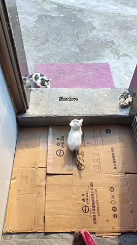 #foryoupage #catlover #fyp 