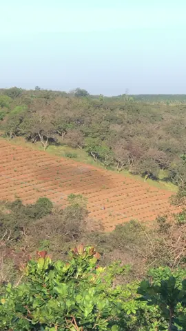 Vườn bác này VIP quá 😁