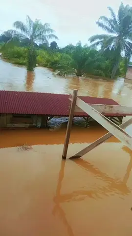 banjir di muara Batang gadis .#samiun  tetap semanggat.#