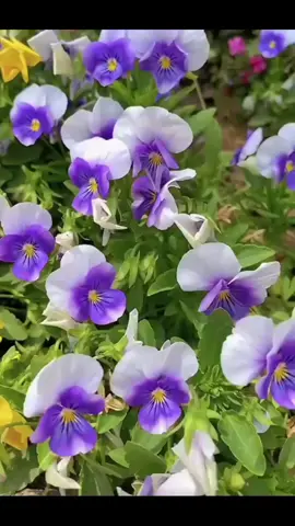 #xuhuongtiktok #chia xẻ cuộc sống hàng ngày 