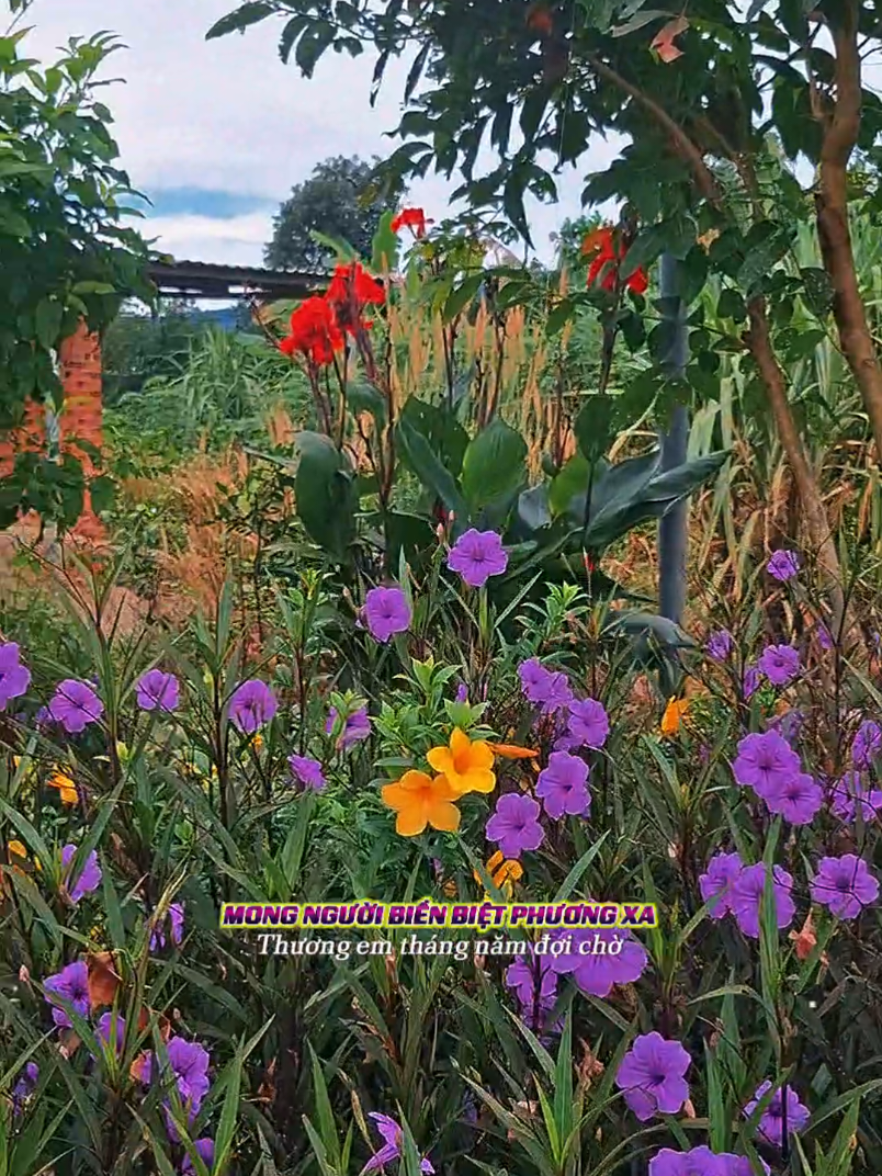 #nhachaymoingay  #Cảnh đẹp thiên nhiên 