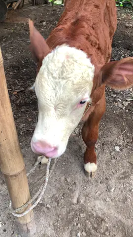 #velocity #peternaksapiindonesia #blantiksapi #pedetsuper #sapijumbo 