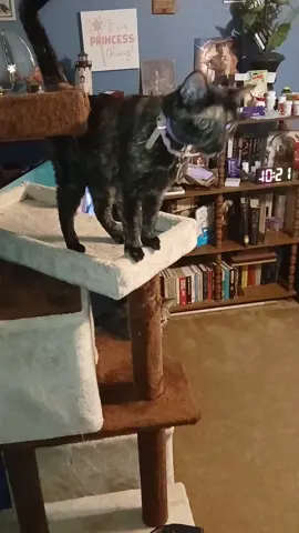 Officially day 1 of my vacation.  Snacktime with my furbabies..