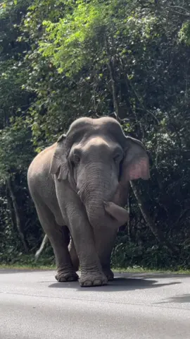 พ่อพลายงาทอง พ่อรูปหล่อ 🐘🤎#พ่องาทอง #ช้างป่าเขาใหญ่ #เขาใหญ่ 