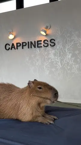 #capybara #peace #loveyou 