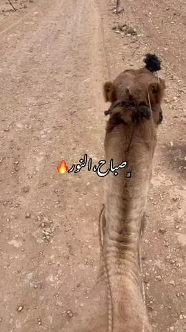 #صبهم__بلخير_ولفال_الزين👋🏽🔥 #كسبرور♥️♥️ 