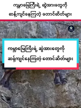 ကမ္ဘာမြေကြီးရဲ့ ဆွဲအားတွေကို ဆန့်ကျင်နေကြတဲ့ တောင်ဆိတ်များ