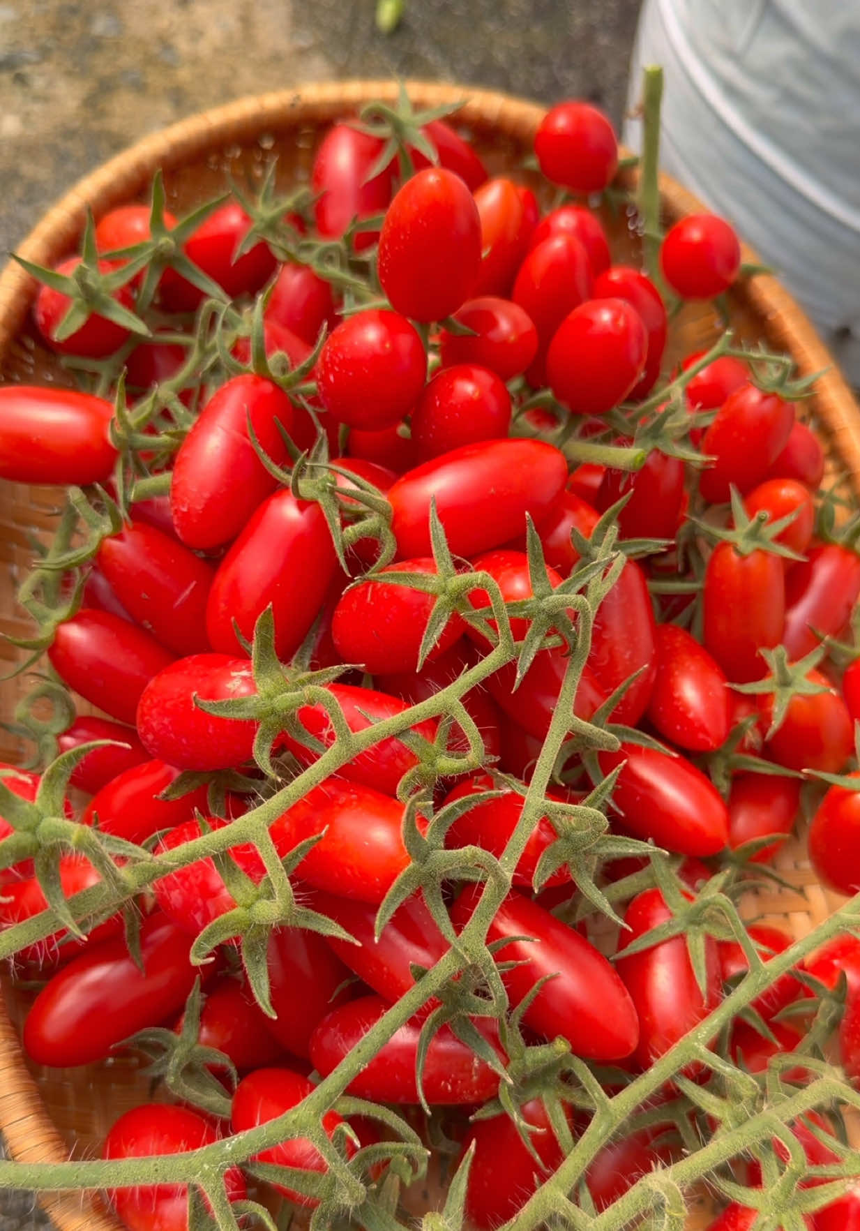 เก็บมะเขือเทศกันค่ะ 🍅🍅🍅 #มะเขือเทศ #tomato #สวนมะเขือเทศ #สวนผักข้างบ้าน 