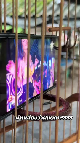 🤣🤣#อาหารนกกรงหัวจุก #อุปกรณ์กรงนกหัวจุก #นกแข่งนับดอก 