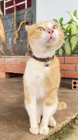 Giao diện hiển thị phụ đề 👌 #dotocdo 