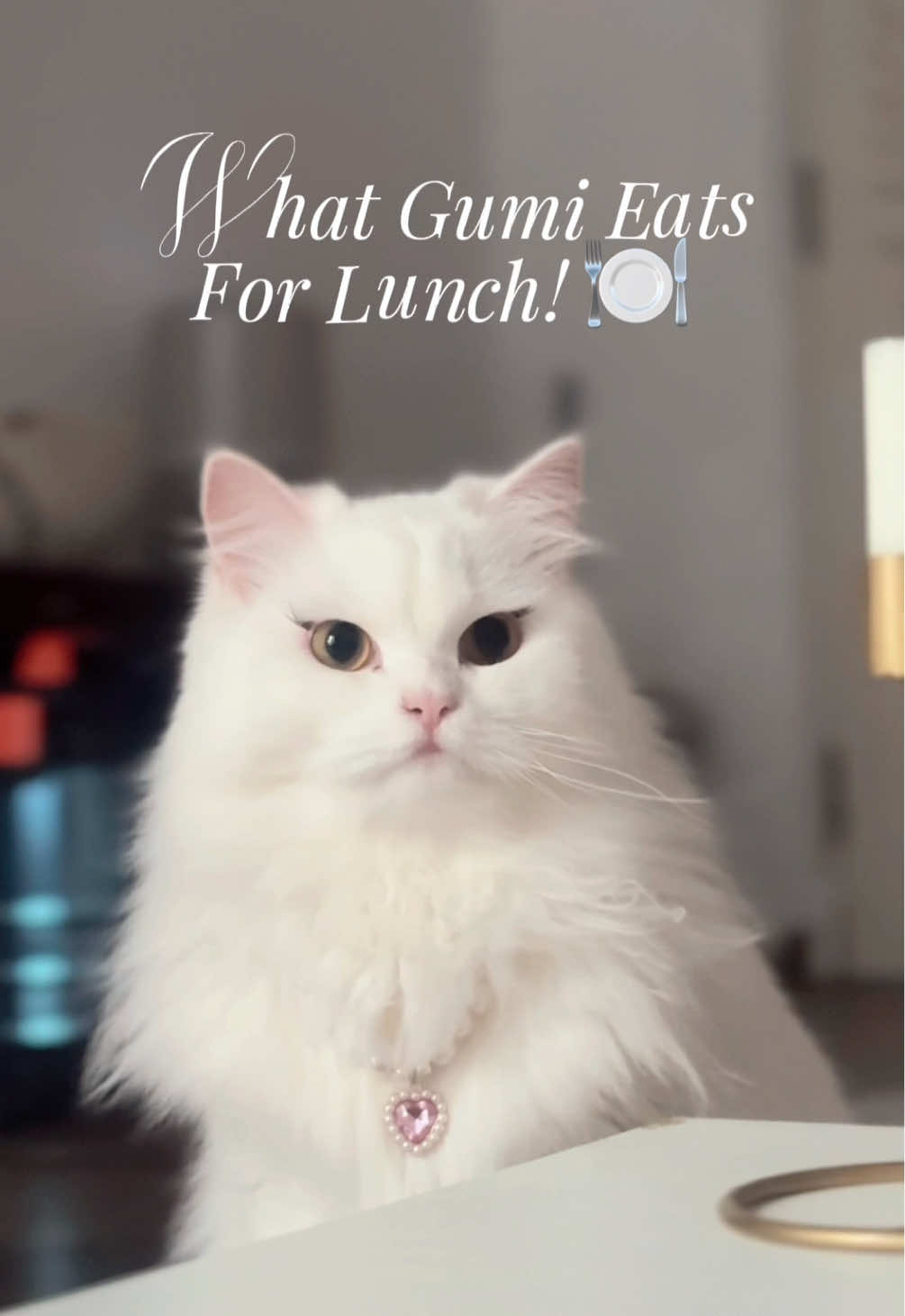 temenin gumi makan siang yuk 🥰  #gumikucing #kucing #cats