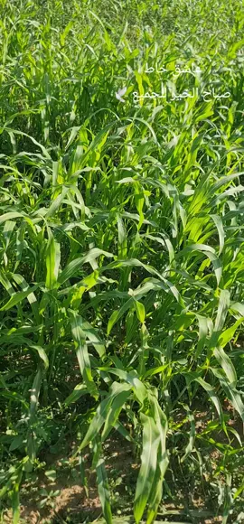 #خاط #محايل #النماص #جدة #الرياض 